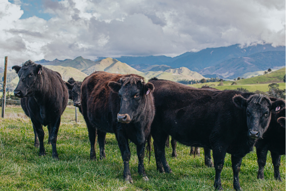 Regenerative Fashion 101: Wear What is Good